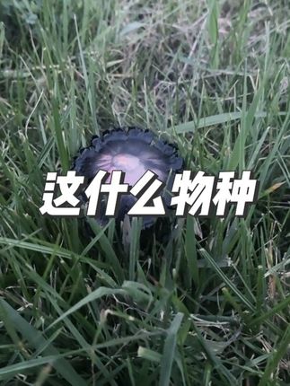 #原创视频 #户外 #大自然 #日常分享 抖音的各路大神们,请问一下这是什么物种??评论区告诉我#日常分享 @DOU+上热门 @抖音创作小助手 @DOU+小助手