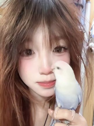小鸡和我天下第一好💕 #牡丹鹦鹉 #小鸟🐤