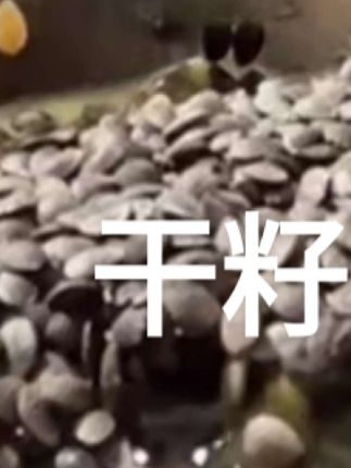 新品干籽+黄金果甜糯糯组合款好吃便宜,用的都是品质好的籽#干籽声控 #百香果果酱籽 #百香果籽 #零食分享 #无限回购的宝藏单品