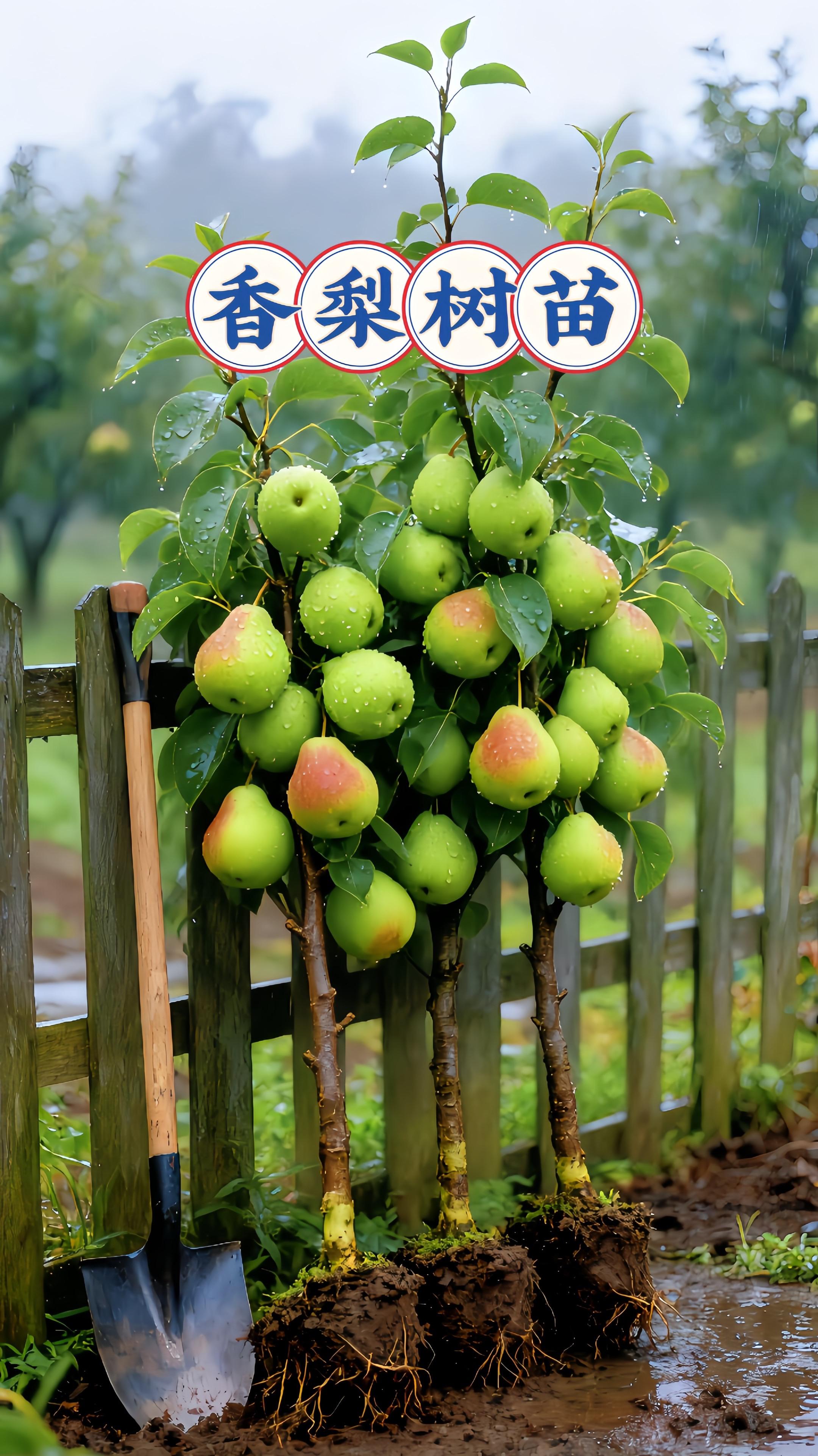 正宗库尔勒香梨树苗,种出西域甜润 认准西域正宗库尔勒香梨树苗!根系粗壮带原土坨,适应力强,南北方庭院、阳台、田间都能栽,移栽成活率高,新手也能轻松养活。 树苗分枝匀称,叶片翠绿有光泽,挂果后果实小巧饱满,青中透红,果皮薄如纸,果肉脆嫩多汁,咬下瞬间甜香迸发,核小肉厚,满口都是自然清甜。 日常只需简单浇水,无需繁杂管护,当年栽种次年即可试挂果。待到丰收季,既能摘新鲜果尝鲜,又能礼盒装赠亲友。现在种下这棵“甜蜜苗”,来年收获一树来自库尔勒的地道风味!#果树苗 #家庭种植 #果树盆栽 #园艺 #香梨树苗
