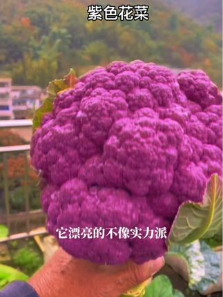 营养丰富,富钾蔬菜花青素含量高#紫花菜