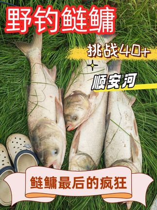 顺安河鲢鳙最后的疯狂#原来钓鱼才是抖音运动顶流 #钓鱼 #野钓鲢鳙 #野钓 #户外钓鱼