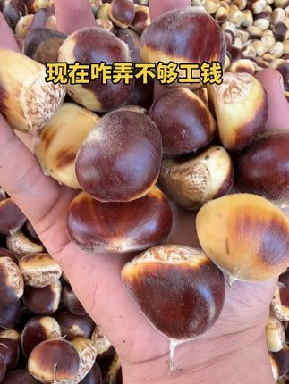 新鲜板栗你们都喜欢怎么吃#新鲜食材让您吃得放心 #山货丰收季 #信阳美食 #板栗熟了 #秋天的第一颗栗子