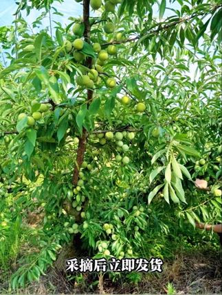 重庆青脆李应季新鲜水果脆甜多汁现摘现发中通冷链包邮#应季水果 #李子熟了 #优质水果 #现摘现发新鲜到家 #脆李子