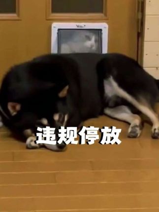 狗狗睡觉堵着咪 #动物搞笑视频 #萌宠搞笑