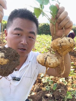 家人们来吃大哥喽,贵州黔东南地瓜凉薯地萝卜#地瓜#凉薯#地萝卜