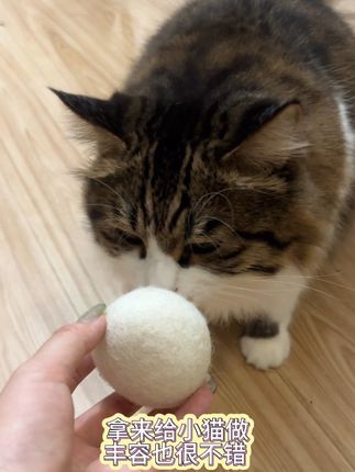 最近很火的小猫丰荣玩具 我家小猫简直爱惨了这个羊毛球 实心的很静音#羊毛球 #猫咪玩具 #丰荣玩具 #萌宠好物
