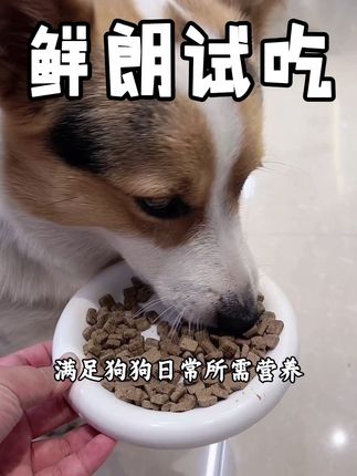 鲜朗烘焙粮也有试吃装了,一人只能拍一单,赶紧换着账号去拍#萌宠 #养宠知识 #养狗经验分享 #狗粮推荐 #鲜朗