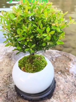 #小叶赤楠 又叫金丝楠木,花一开满屋都是高档香水的味道,一年四季常绿,特别好养,有水就活#好看的花一定要分享给你 #爱生活爱养花 #我的花花草草🌸🌸 #花卉绿植