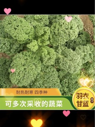 羽衣甘蓝种子#阳台小院盆栽均可种植 #抗寒耐热多次釆收#内容过于真实