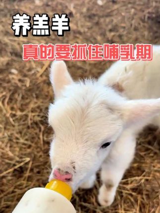 养羔羊,真的要抓住哺乳期#养羊人 #养羊 #羔羊奶粉 #羔羊 #三农