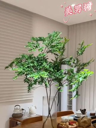 #花卉绿植 国风绿植美男树,又叫#马醉木 拥有一颗就拥有一片小森林的视觉感,摆在家里颜值瞬间提升#室内绿植 #水培植物 #爱生活爱养花
