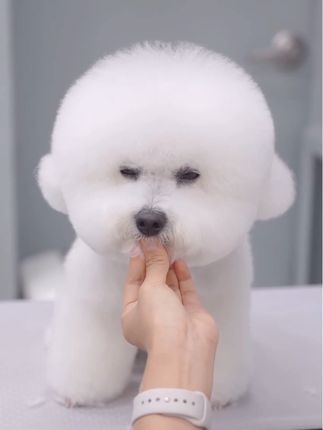 #宠物美容造型#宠物美容学习#也太可爱了吧#萌宠计划#好物分享
