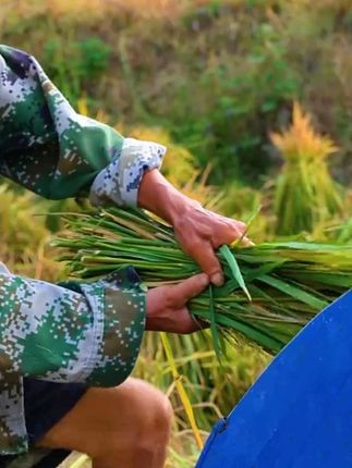 一步一个脚印,安安稳稳过日子,踏踏实实做人!不忘初心,助力家乡!为了感谢大家推出家乡新收割的大米,喜欢的可以买些尝尝!#我的乡村生活 #三农 #农村生活 #稻田大米 新大米