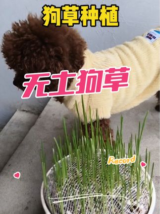 自己在家种植狗草#无土狗草 #狗草 #新手养狗 #科学养宠攻略 #科学养狗
