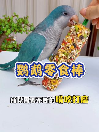 磨嘴解闷小零食,快给鹦鹉安排上#鹦鹉零食棒#鹦鹉零食
