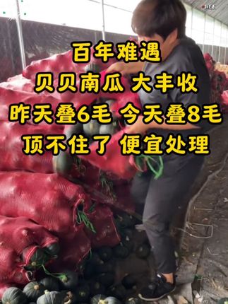 #正宗贝贝南瓜#超便宜超划算 #不粉包赔 #板栗南瓜