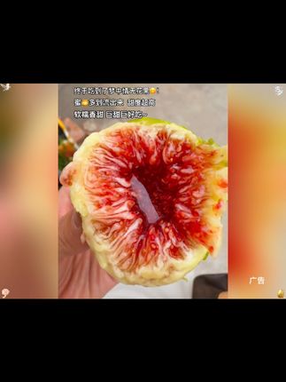 没白等!这口下去直接爆蜜!这威海的青皮无花果比去年更甜了!太爱了!#威海青皮无花果 #现摘现发新鲜到家 #应季新鲜水果