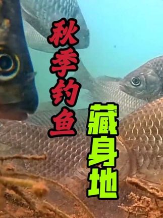 钓了20多年鱼,这种季节我只认这种藏鱼地,钓鱼快上鱼多 #钓鱼技巧 #钓鱼知识 #钓鱼 #野钓技巧 #今晚吃鱼