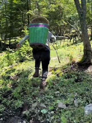#男士神仙单品 乡村生活 黄金草茶 大自然的馈赠 大山里的味道 #嗷嗷叫茶 #黄金草#三农