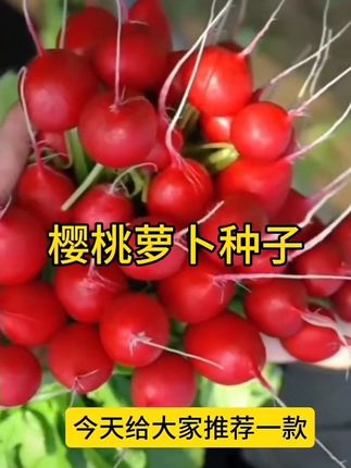 种花种草不如种些 #樱桃小萝卜 ,花盆小院撒籽就长,甜脆爽口,一口一个,大人孩子都爱吃!#正版樱桃萝卜种子 就在小黄车! #自己种菜 #阳台种植