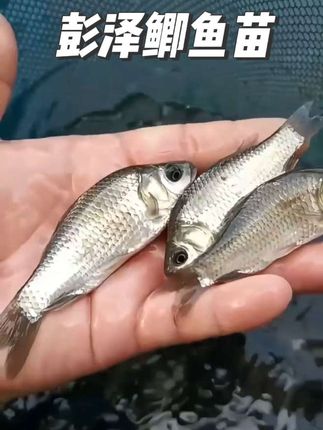 🔥带农产品地理标志的【彭泽鲫鱼苗】上新啦! 作为水产圈认可的优质品种,它的生长表现很出色,4-6个月就能达到育肥标准;抗病性不错,能减少养殖过程中的顾虑!不管是南方的池塘还是北方的水域,它都能适应生长,杂食的习性让喂养很省心,养殖新手也能轻松应对。 ✅源头直供,从培育基地到您的鱼塘,全程把控品质,每尾鱼苗都活力十足!想做水产养殖的朋友,这款鱼苗可以重点看看!入手养殖,为养殖过程添份助力 ! #彭泽鲫 #水产养殖好物 #鱼苗源头直供 #彭泽鲫鱼苗 #鱼苗批发