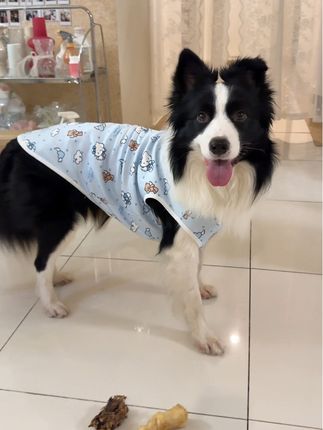 宝宝穿上这个小睡衣真的好可爱~#萌宠 #黑白边牧 #边牧椰椰#狗衣服#宠物衣服