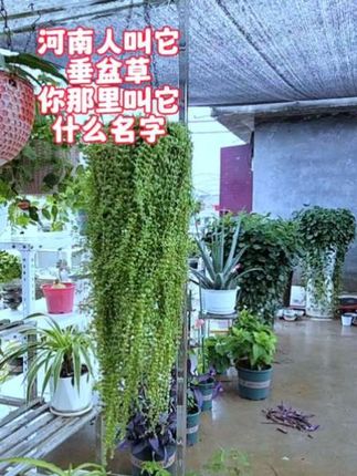 河南人叫它 垂盆草 你那里叫它 什么名字#爱生活爱养花 #垂盆草 #楼顶花园 #楼顶风景 #农村生活