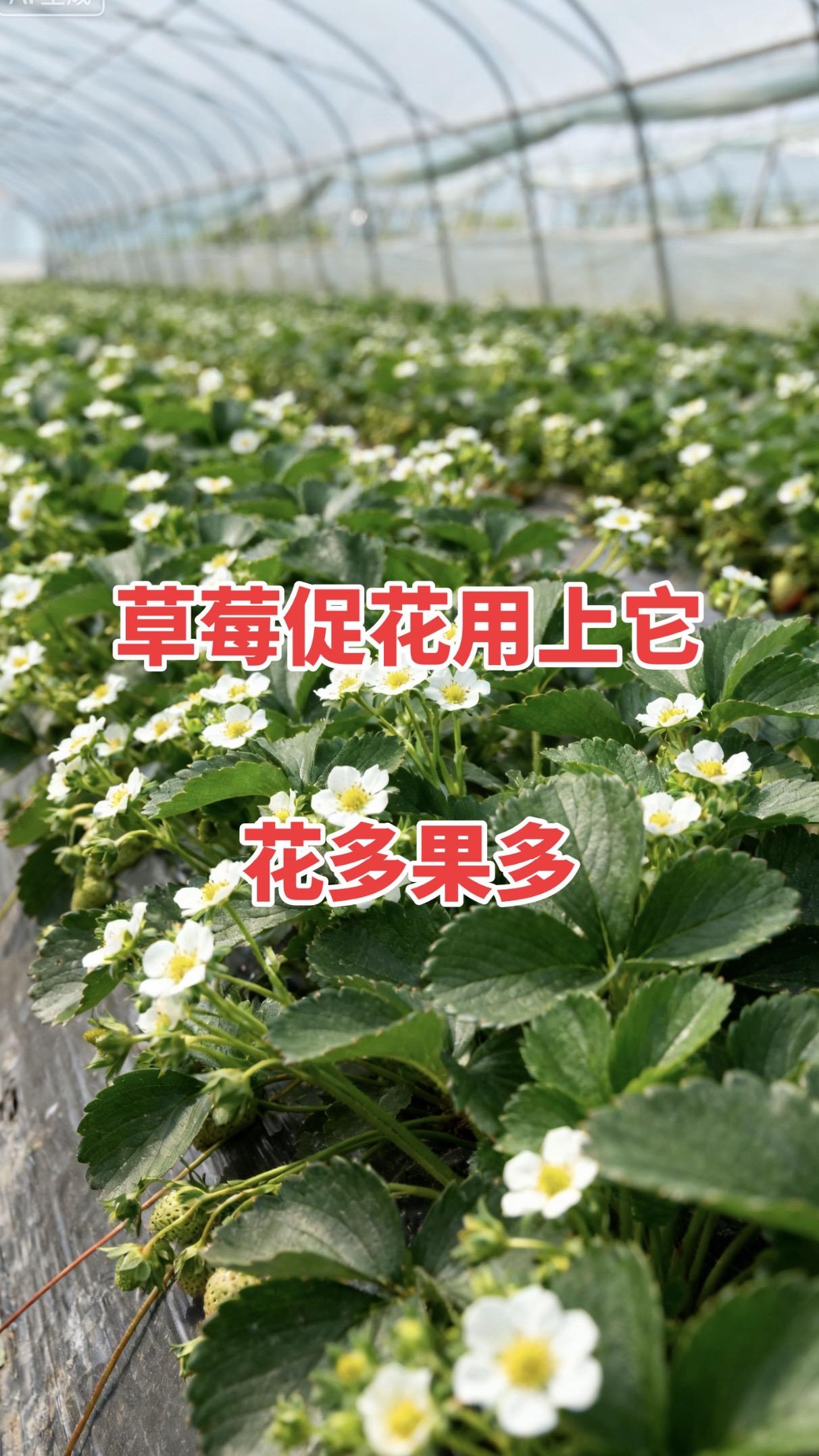 草莓促花用上它,开花多坐果多产量高#花芽分化素#三农