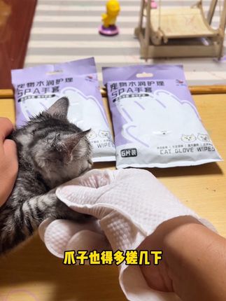 夏天猫猫狗狗身上容易脏,洗澡又不听话,可以试试这个免洗手套,搓完又是一只新猫!#萌宠好物 #免洗手套 #宠物免洗手套 #养猫新手 #炫狸奴