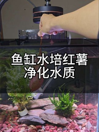 鱼缸水培红薯,红薯具有发达的根系能吸收水中有害物质,去腥除臭稳定水质#鱼缸水培红薯 #鱼缸水培 #水培红薯 #鱼缸水培植物 #新手养鱼