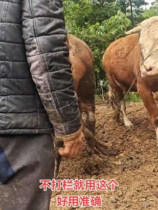 猪牛羊通用,准确好用,视频同款,下方小黄车下单 #养殖 #繁殖母牛 #农村养殖
