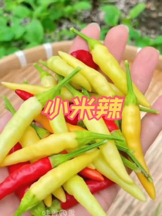 新鲜小米辣,现摘现发,炒菜加几个,也可用来制作辣椒酱和泡椒,喜欢吃辣椒的不要错过#新鲜辣椒#无辣不欢#小米辣#辣椒 #下饭菜
