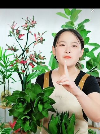 【买一送一】水培观音竹室内绿色植物桌面盆栽北欧风烟灰树脂盆#观音竹#室内绿植推荐