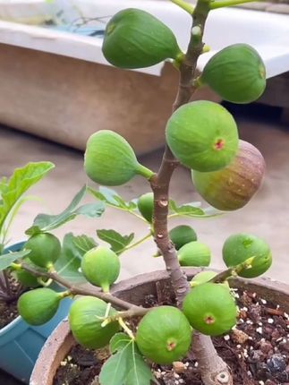无花果树苗 无花果树苗#无花果苗#盆栽无花果#无花果盆栽#无花果