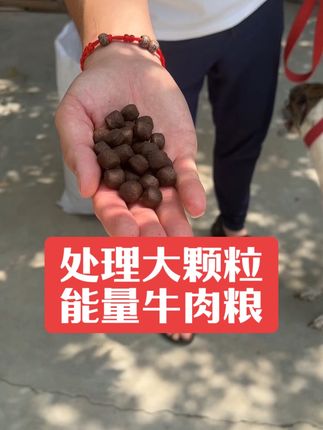 #格力犬 #惠比特 #格力犬爱好者