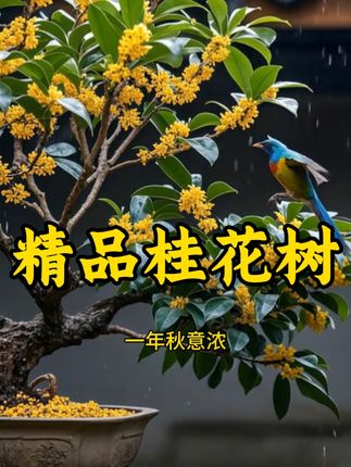 一年秋意浓 十里桂花香#金桂#丹桂#沉香桂#四季桂#庭院别墅高档阳台上
