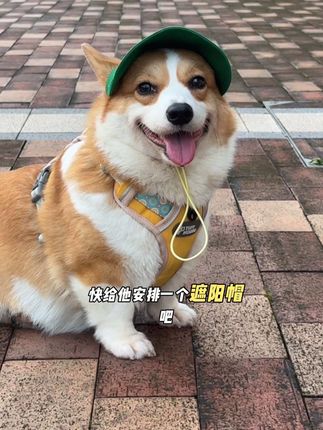 毛孩子的韩版遮阳帽来啦!颜色好看还是刺绣款狗子带上也太可爱了 #宠物遮阳帽 #萌宠好物#柯基##狗狗