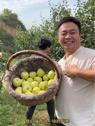 陕西旱地酥梨,口感特别甜,汁水很充足,爱吃梨的可以尝尝。#三农 #助农 #旱地酥梨 #陕西酥梨