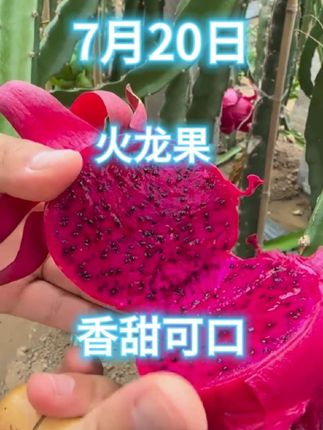 #火龙果#红心火龙果#金都一号红心火龙果