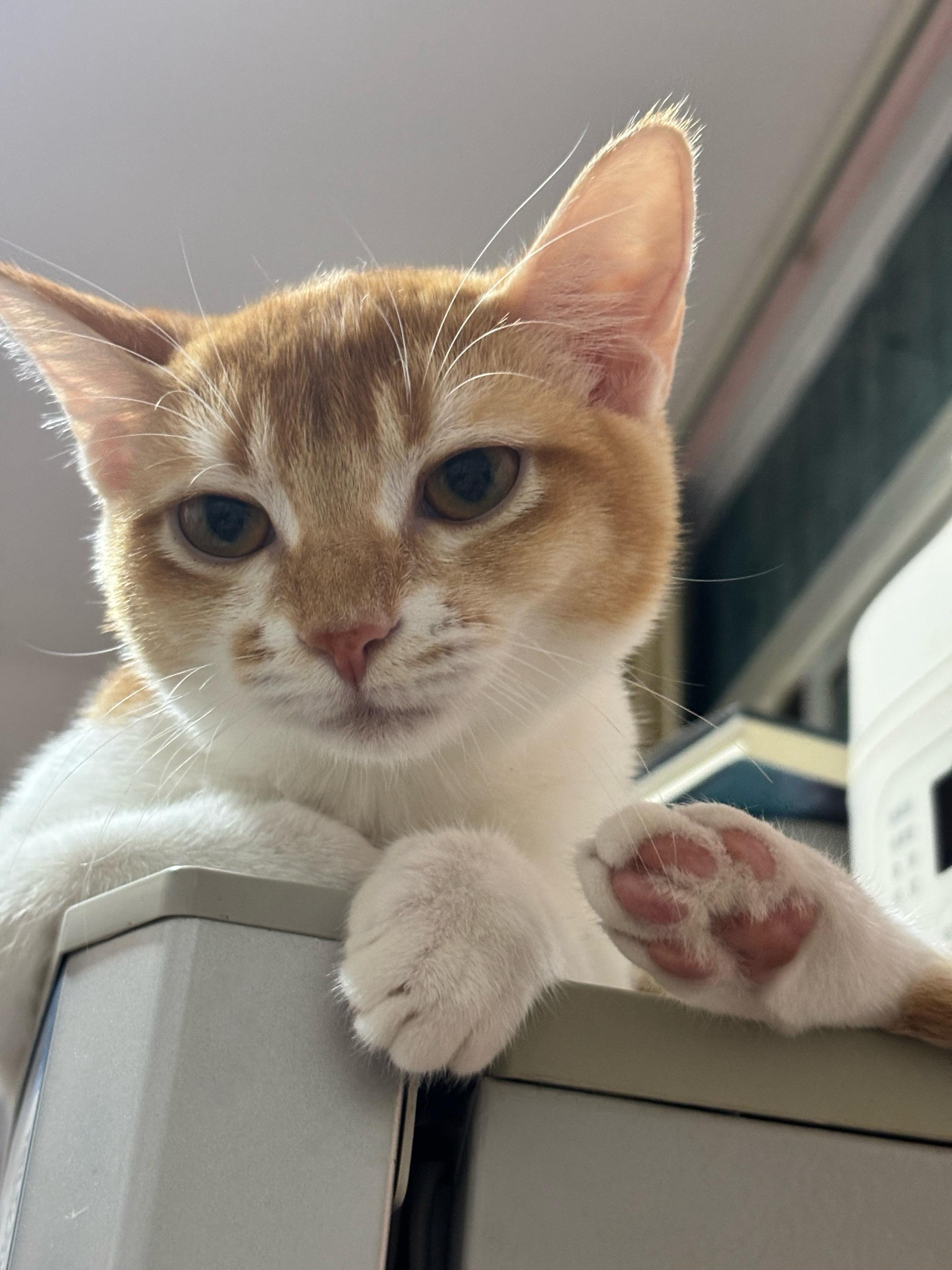 冷脸萌就如此容易。#猫 #冷脸萌