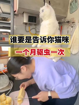 猫咪驱虫#猫猫的铲屎官 #猫咪的日常 #家有猫咪 #养猫