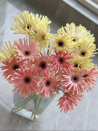 非洲菊弗朗花威尼斯是个小卷毛 #点缀生活的鲜花#非洲菊 #弗朗花 #威尼斯#鲜切花