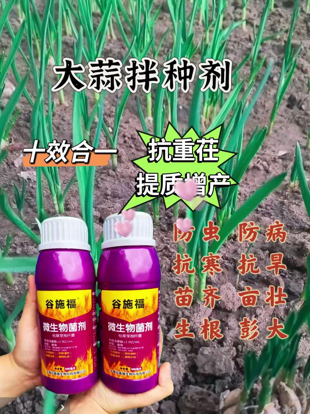 推荐这款大蒜拌种剂,它是一种植物生长促进剂,可以加速种子发芽,并且提高幼苗的抗疫性,提高作物的产量和品质,而且能抗菌防虫害,种蒜的朋友行动起来吧#拌种剂 #好物推荐🔥 #抖音助农#拌种 #三农 @DOU+上热门 @DOU+好生意