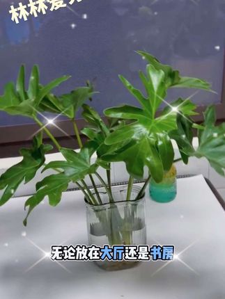 #室内绿植 #净化空气 #大叶春羽又叫小天使 好看又好养的观叶植物,对光照要求低,有水就能存活