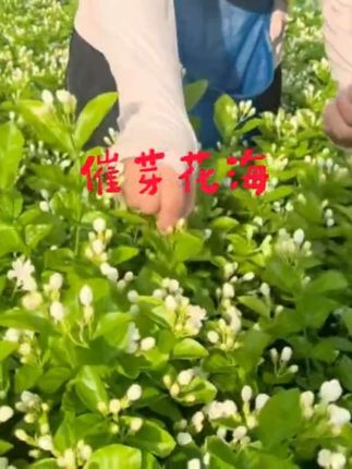 催芽花海,本品由多种态氨基酸与有机磷、钾、硼、铁、锌、钙、镁等大、中、微量元素制造而成的水溶肥料,特别添加酵母源代谢物、海藻提取物,活性酶,螯合态活性寡糖素、细胞激活剂等。是补充茉莉花各项营养物质及植物内源激素的产品。,使用功效:,促进花芽分化,保芽护花,膨花壮花,提早上花;提升花朵品质,延长采花期,预防早衰;预防各种生理病害,畸形花、弱花、解花害、恢复生长、出朵整齐,采摘期延长。#茉莉花催芽剂 #茉莉花海 #茉莉催芽 #催芽剂 #催芽素