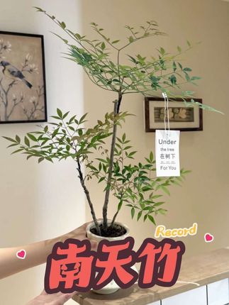 趣味禅意南天竹马醉木盆栽盆景室内阳台办公室耐阴好养花卉绿植#南天竹 #桌面盆栽 #绿植盆栽 #好养的绿植 #花卉绿植
