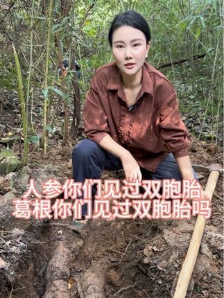 双胞胎人参你们经常见,双胞胎葛根你们见过吗?