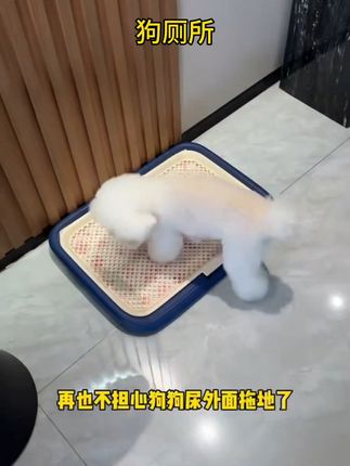 哎呀!终于有狗厕所啦!解决了每天早晨遛狗的烦恼,养狗装备#狗厕所定点排便 #狗厕所 #视频左下角小黄车下单
