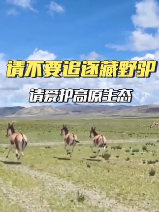 难道你们真的是无知吗?它是一级保护动物,它也会因为惊吓会把自己送走#西藏 #藏野驴